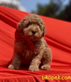 Toy Poodle Red Brown Yavrularımız 3