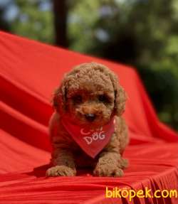 Toy Poodle Red Brown Yavrularımız 2