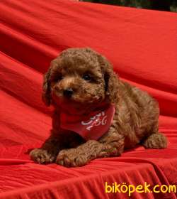 Toy Poodle Red Brown Yavrularımız 5