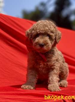 Toy Poodle Red Brown Yavrularımız 4