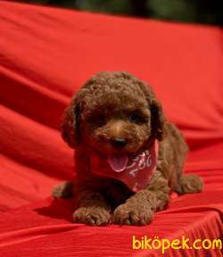 Toy Poodle Red Brown Yavrularımız 1