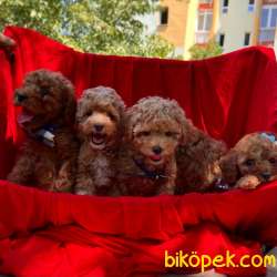 Toy Poodle Red Brown Yavrularımız 1