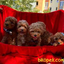 Toy Poodle Red Brown Yavrularımız 2