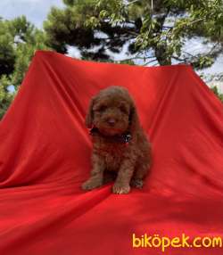 Toy Poodle Red Brown Yavrularımız 5