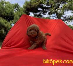 Toy Poodle Red Brown Yavrularımız 1