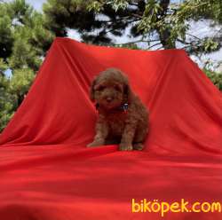 Toy Poodle Red Brown Yavrularımız 2