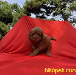 Toy Poodle Red Brown Yavrularımız 3