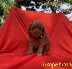 Toy Poodle Red Brown Yavrularımız 4