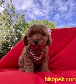Toy Poodle Red Brown Yavrularımız 2