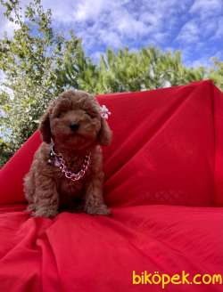 Toy Poodle Red Brown Yavrularımız 4