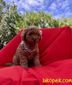 Toy Poodle Red Brown Yavrularımız 5