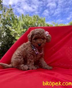 Toy Poodle Red Brown Yavrularımız 1