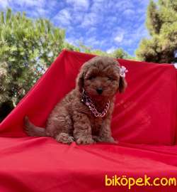 Toy Poodle Red Brown Yavrularımız 3