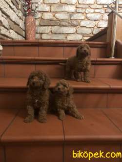Toy Poodle Red Brown Yavrularımız Mini 2