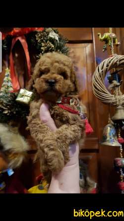Toy Poodle Red Brown Yavrularımız Mini 5