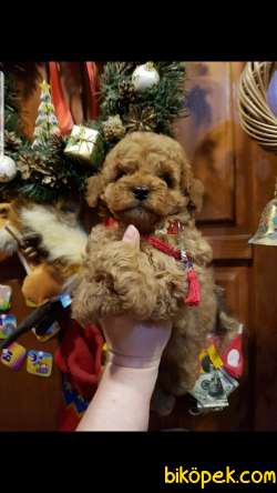Toy Poodle Red Brown Yavrularımız Mini 3
