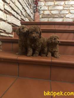Toy Poodle Red Brown Yavrularımız Mini 1