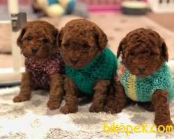 Toy Poodle Red Brown Yavrularımız Safkan Belgeli 3