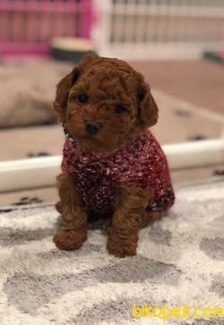 Toy Poodle Red Brown Yavrularımız Safkan Belgeli 2