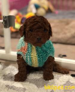 Toy Poodle Red Brown Yavrularımız Safkan Belgeli 4