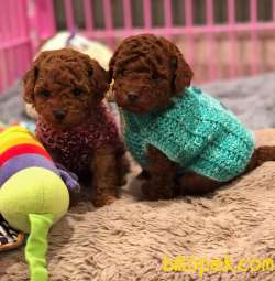 Toy Poodle Red Brown Yavrularımız Safkan Belgeli 1