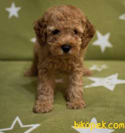 Toy Poodle Red Disi Yavrularımız 3