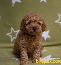 Toy Poodle Red Disi Yavrularımız 2