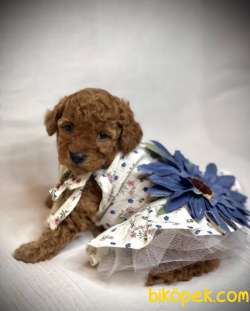 Toy Poodle Red Dişi Yavrumuz 2