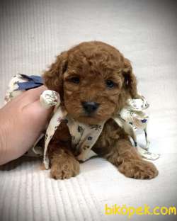 Toy Poodle Red Dişi Yavrumuz 1