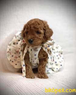 Toy Poodle Red Dişi Yavrumuz 3