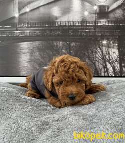 Toy Poodle Red , Red Brown Safkan Yavrular 3