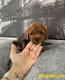 Toy Poodle Red , Red Brown Safkan Yavrular 4