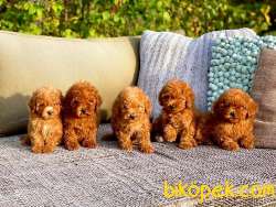 TOY POODLE RED VE APRİCOT YAVRULAR 1