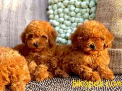 TOY POODLE RED VE APRİCOT YAVRULAR 2