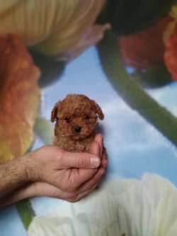 TOY POODLE RED VE CHOCOLATE YAVRULAR 2