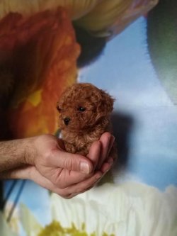 TOY POODLE RED VE CHOCOLATE YAVRULAR 3
