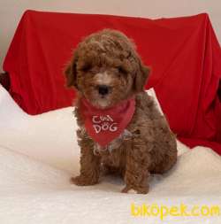 Toy Poodle Red White Yavrularımız Nadir Renkler 5