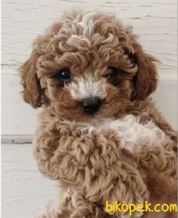 Toy Poodle Red White Yavrularımız Nadir Renkler 1