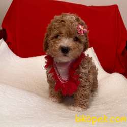 Toy Poodle Red White Yavrularımız Nadir Renkler 2