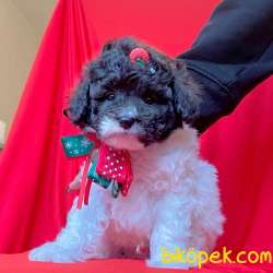 Toy Poodle Red White Yavrularımız Nadir Renkler 3