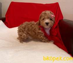 Toy Poodle Red White Yavrularımız Nadir Renkler 4