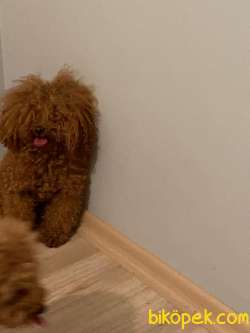 Toy Poodle Redbrown Yetişkin Dişi Yavrularımız 3