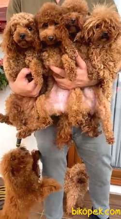 Toy Poodle Redbrown Yetişkin Dişi Yavrularımız 1