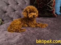 Toy Poodle Redbrown Yetişkin Dişi Yavrularımız 4
