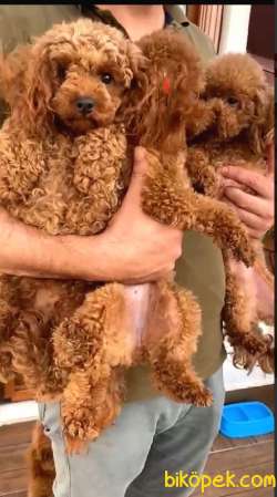 Toy Poodle Redbrown Yetişkin Dişi Yavrularımız 2