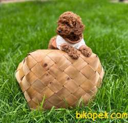 TOY POODLE SAF RED BROWN ORJİNAL 2