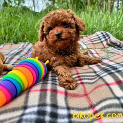 TOY POODLE SAF RED BROWN ORJİNAL 3