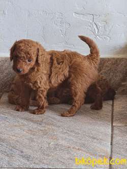 TOY POODLE SAF RED BROWN ORJİNAL 1