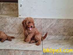 TOY POODLE SAF RED BROWN ORJİNAL 2