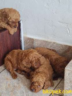 TOY POODLE SAF RED BROWN ORJİNAL 4